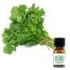 สารแต่งกลิ่นผสมอาหาร กลิ่นผักชี ( CORIANDER HERB FLAVOR )