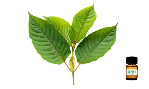 สารแต่งกลิ่นผสมอาหาร กลิ่นกระท่อม (KRATOM FLAVOR)